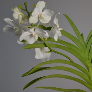 Tayanee White, White Vanda Orchid
