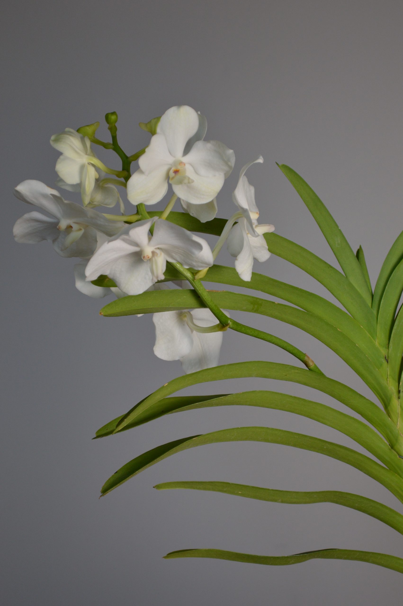 Tayanee White, White Vanda Orchid