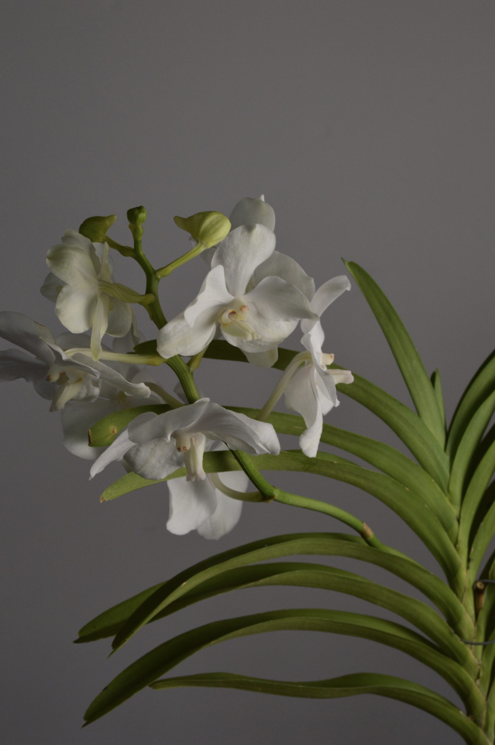 Tayanee White, White Vanda Orchid - Image 4