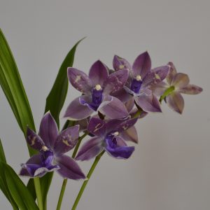 Impasto Blue, Purple Zygopetalum Orchid