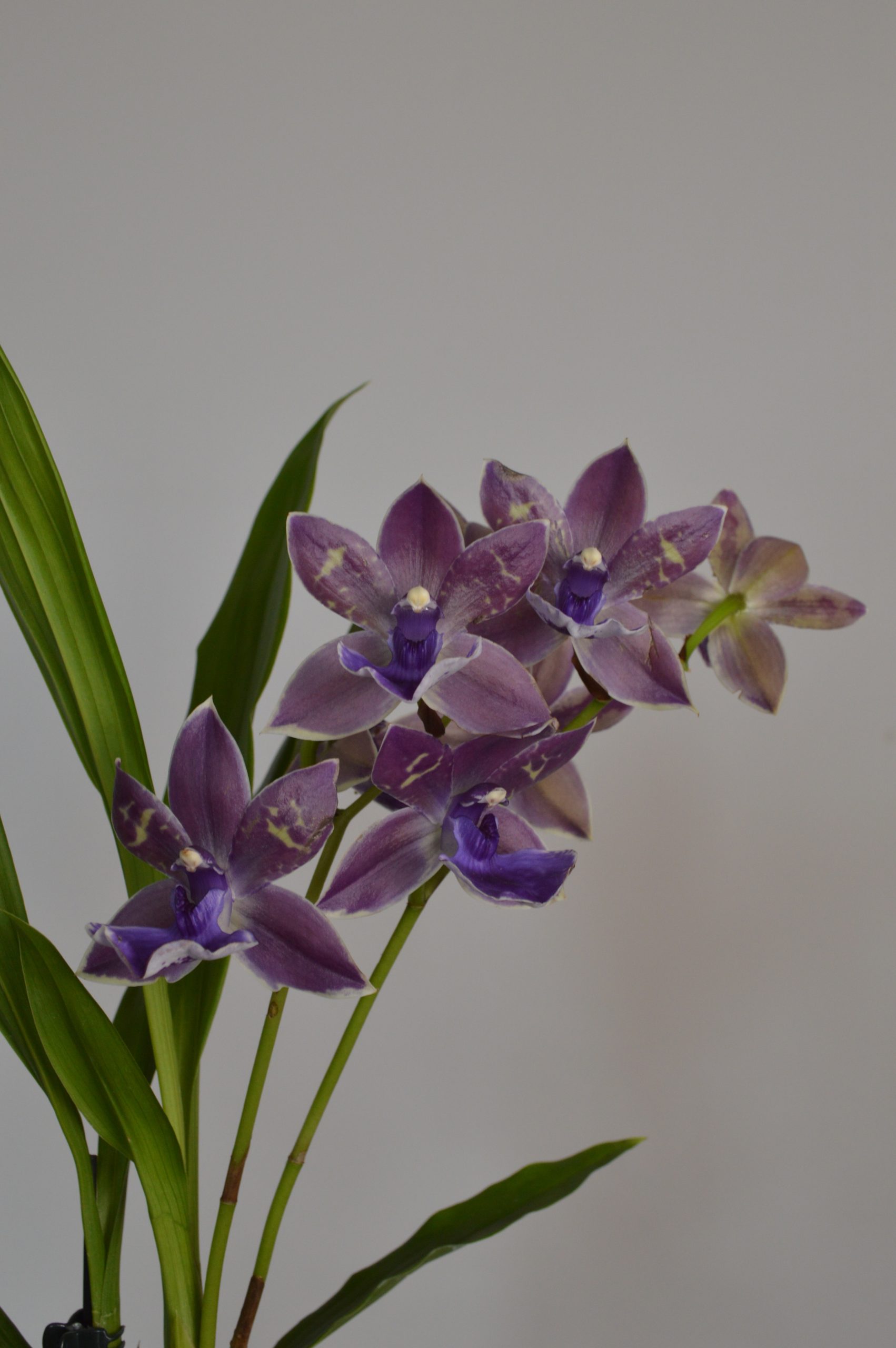 Impasto Blue, Purple Zygopetalum Orchid