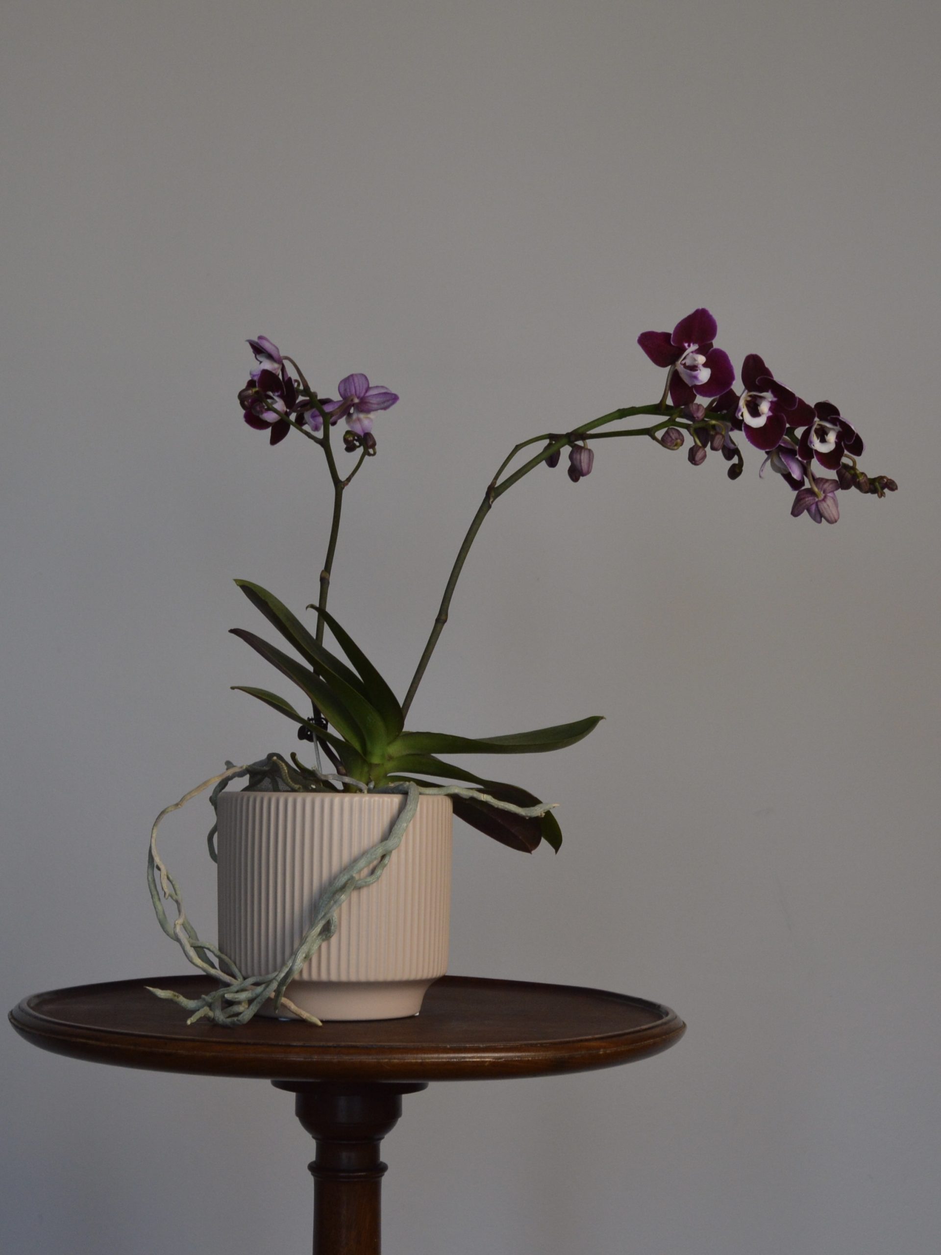 Chocolate Drops, Phalaenopsis Orchid - Image 4