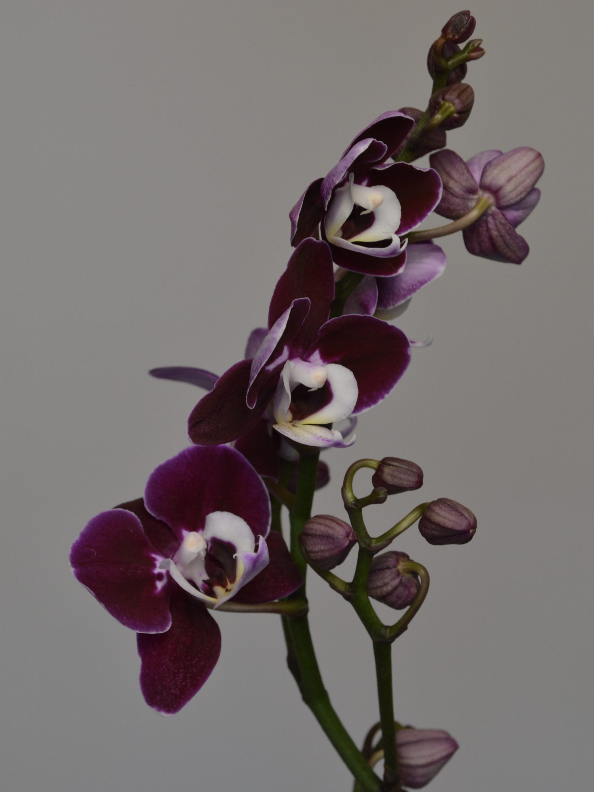 Chocolate Drops, Phalaenopsis Orchid - Image 3