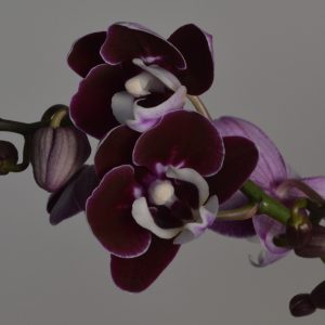 Chocolate Drops, Phalaenopsis Orchid