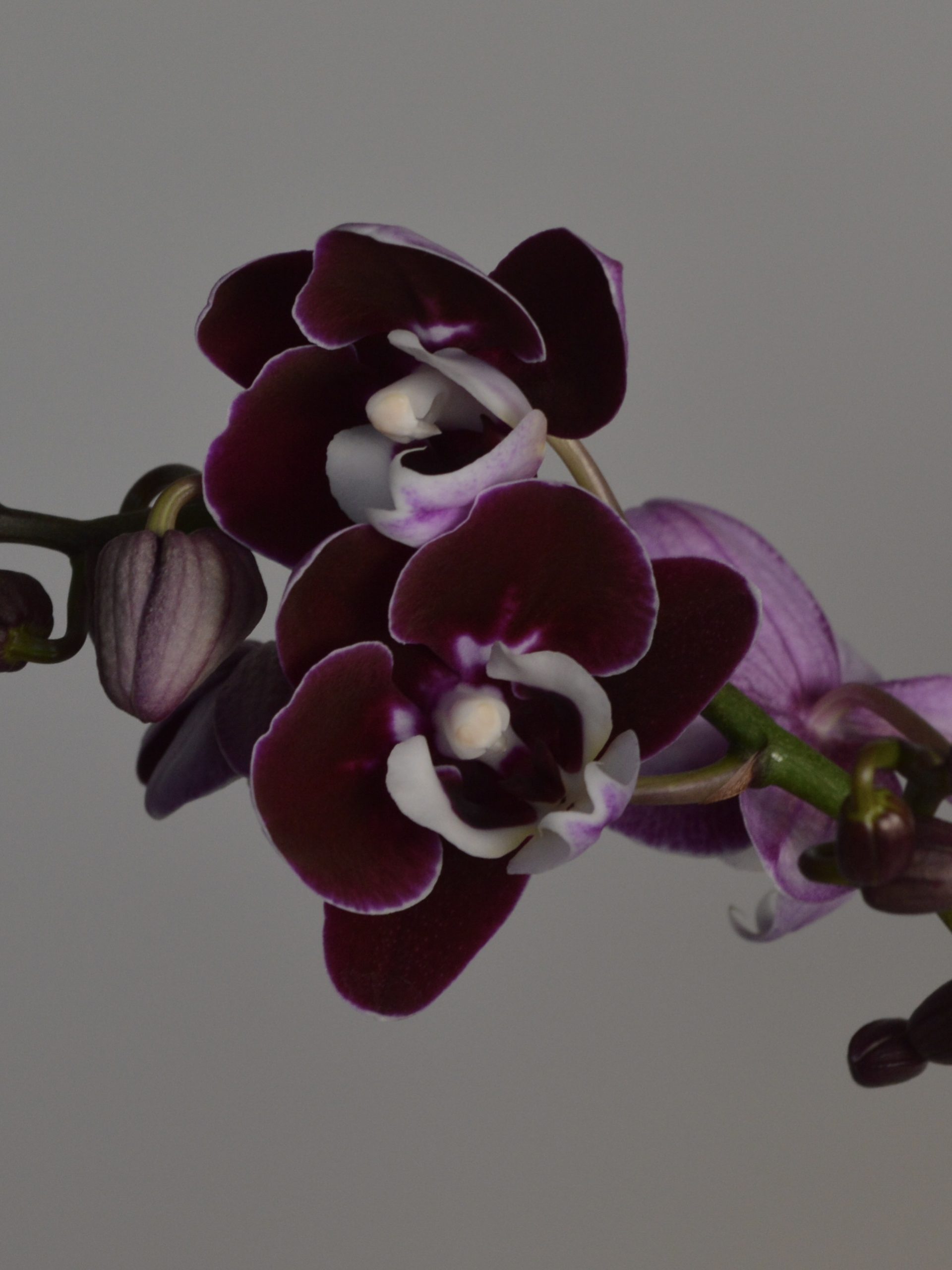 Chocolate Drops, Phalaenopsis Orchid