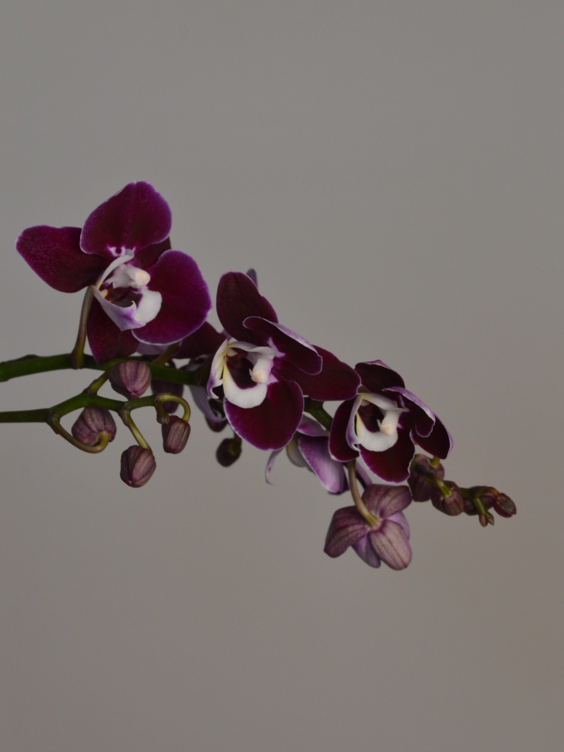 Chocolate Drops, Phalaenopsis Orchid - Image 5
