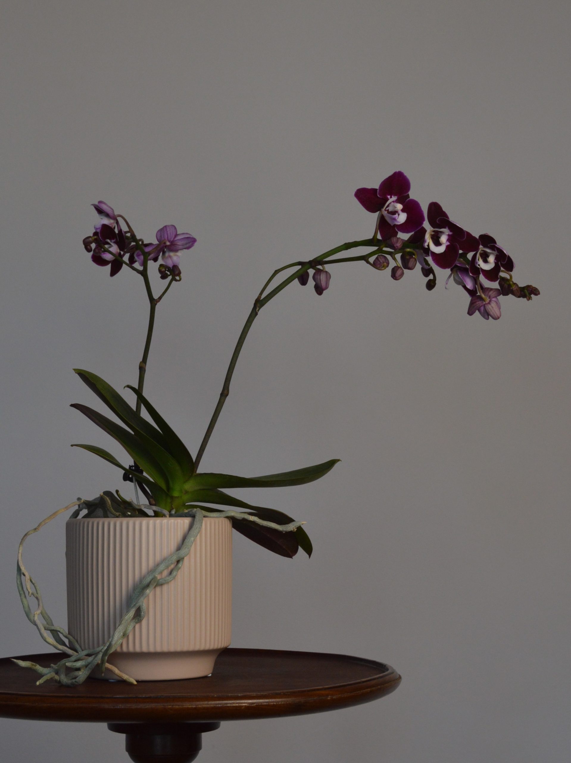 Chocolate Drops, Phalaenopsis Orchid - Image 6