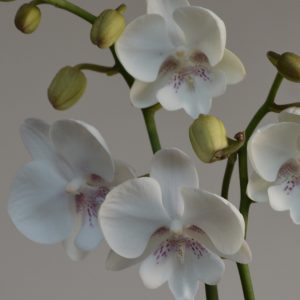 Pillow Talk, Big Lipped Phalaenopsis Orchid