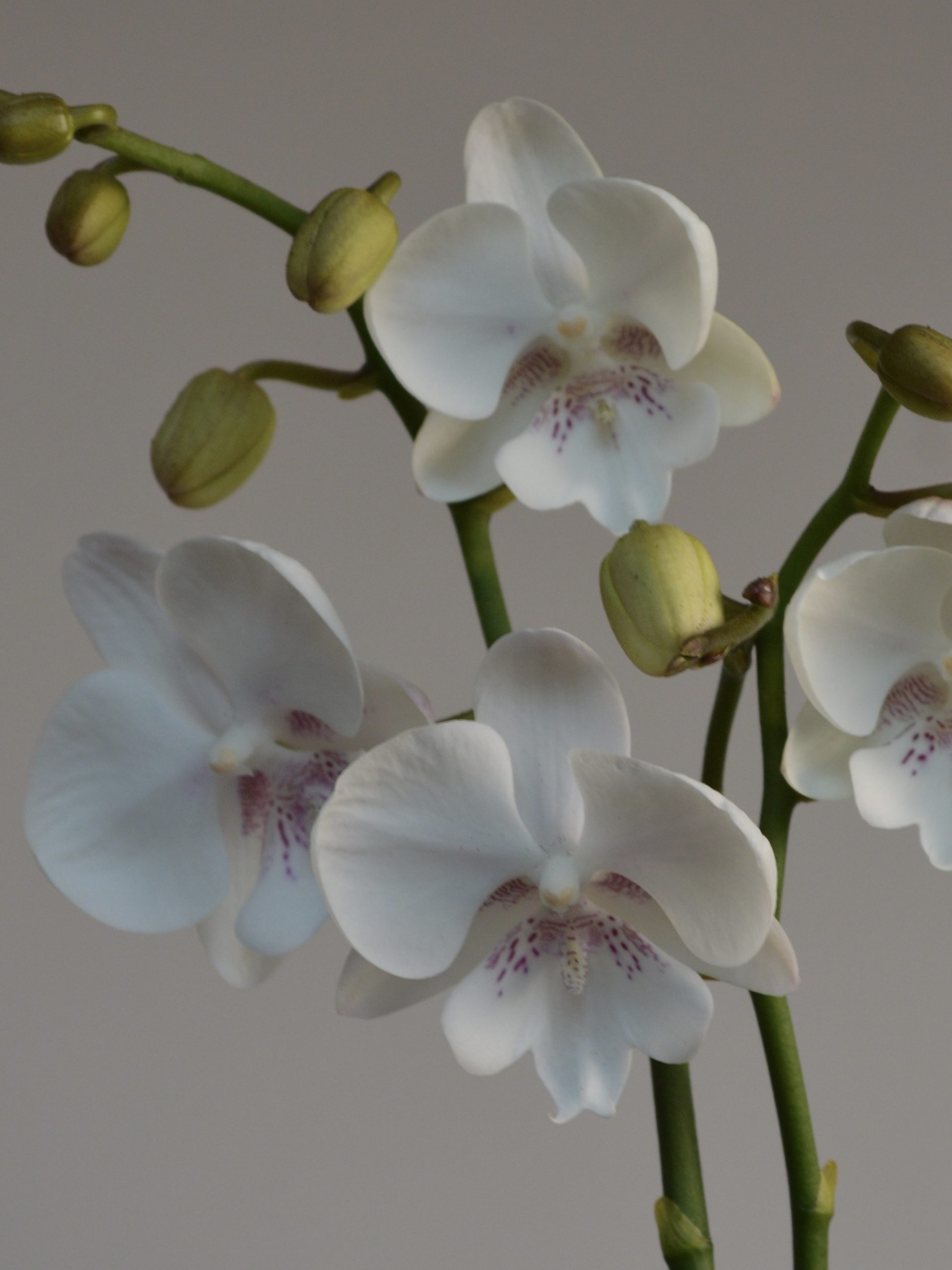 Pillow Talk, Big Lipped Phalaenopsis Orchid