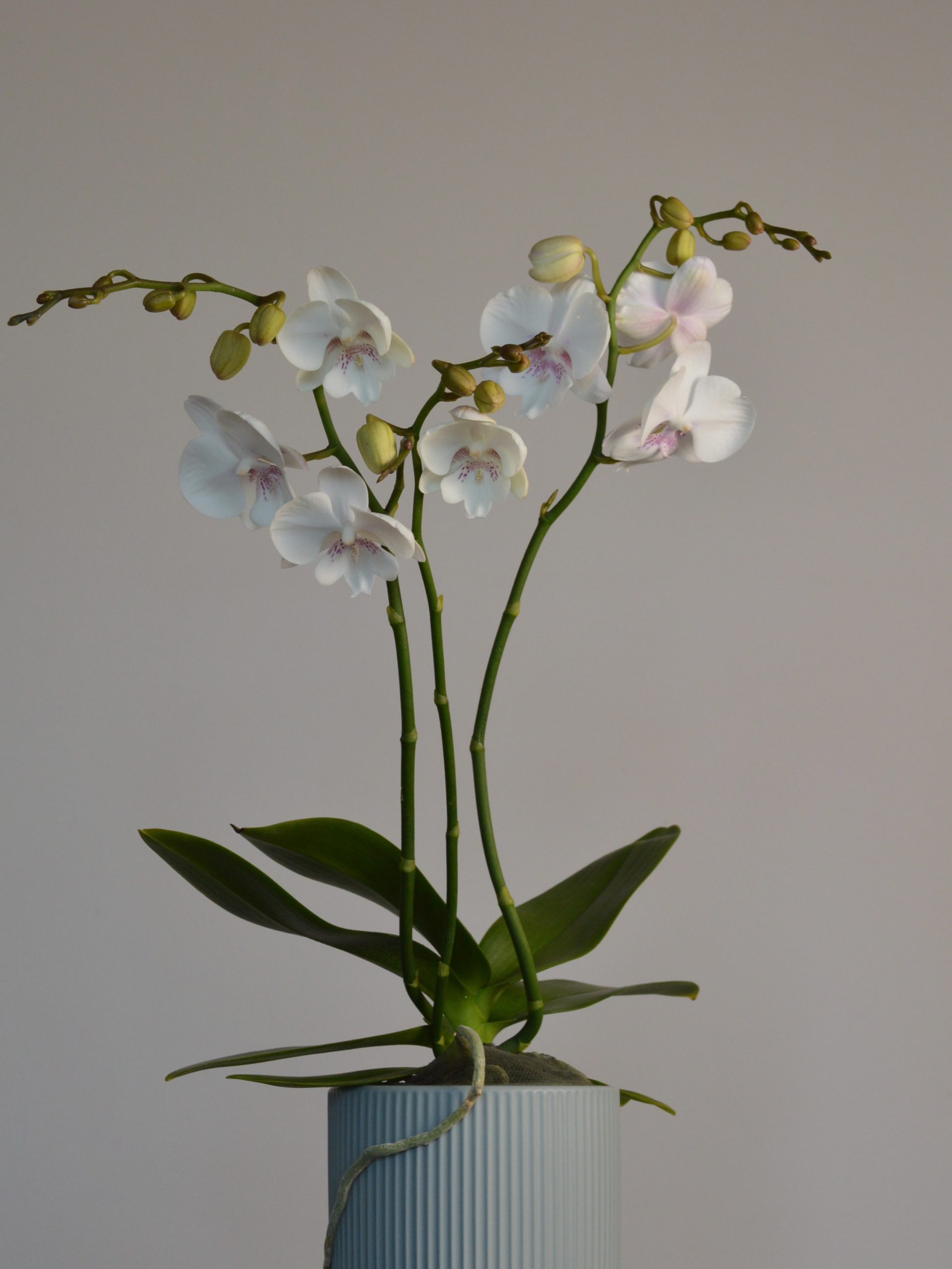 Pillow Talk, Big Lipped Phalaenopsis Orchid - Image 6