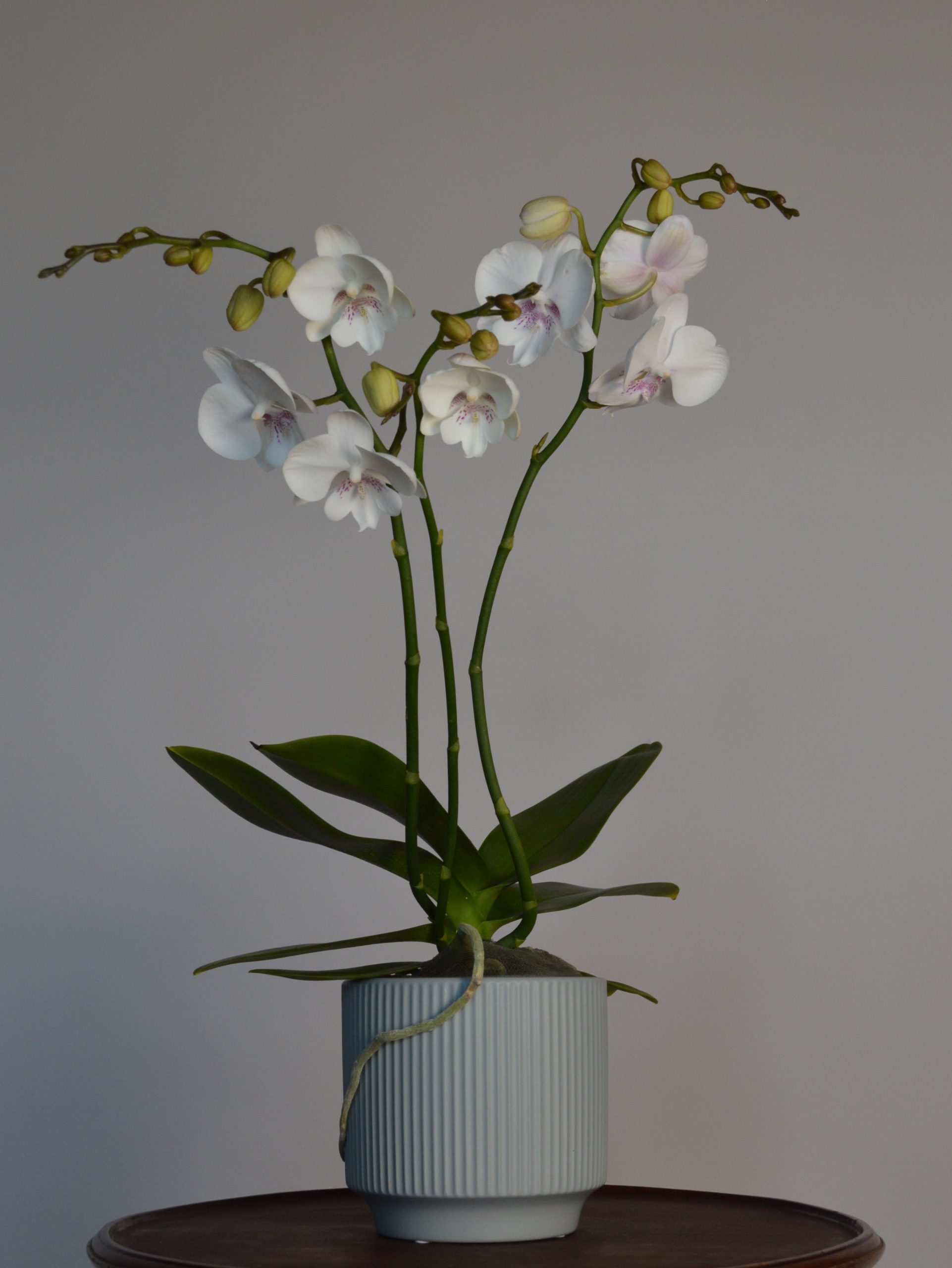 Pillow Talk, Big Lipped Phalaenopsis Orchid - Image 5