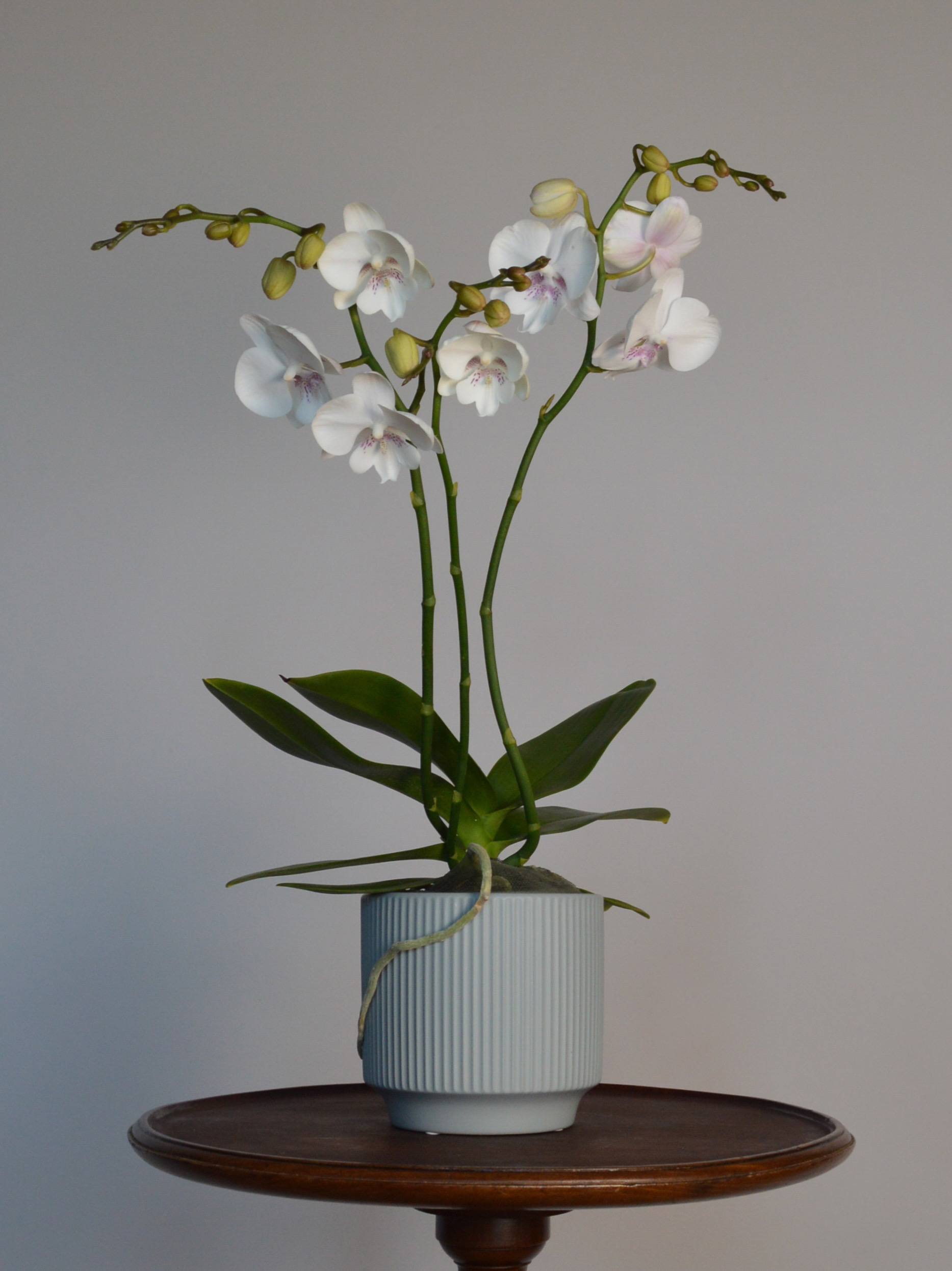 Pillow Talk, Big Lipped Phalaenopsis Orchid - Image 3