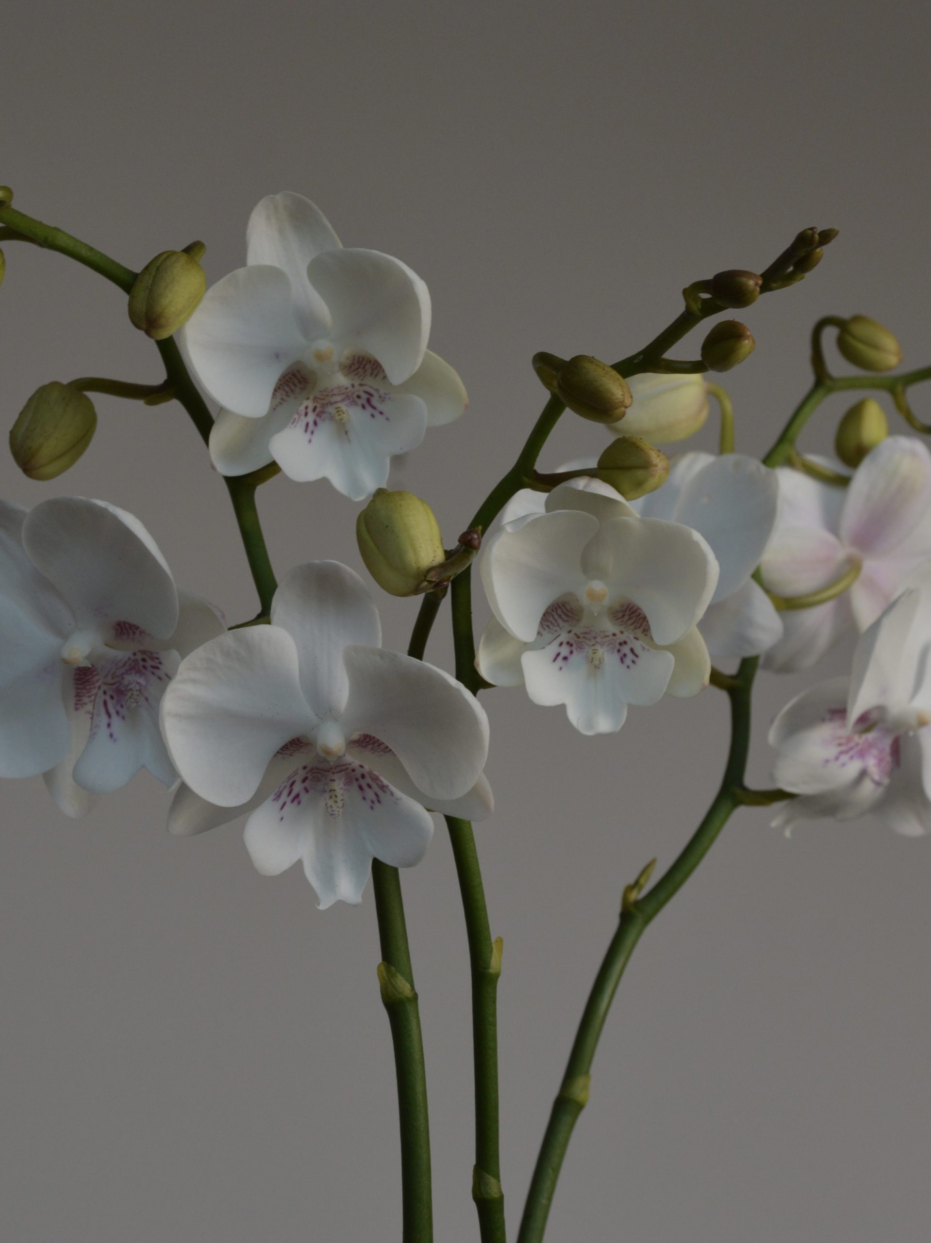 Pillow Talk, Big Lipped Phalaenopsis Orchid - Image 4