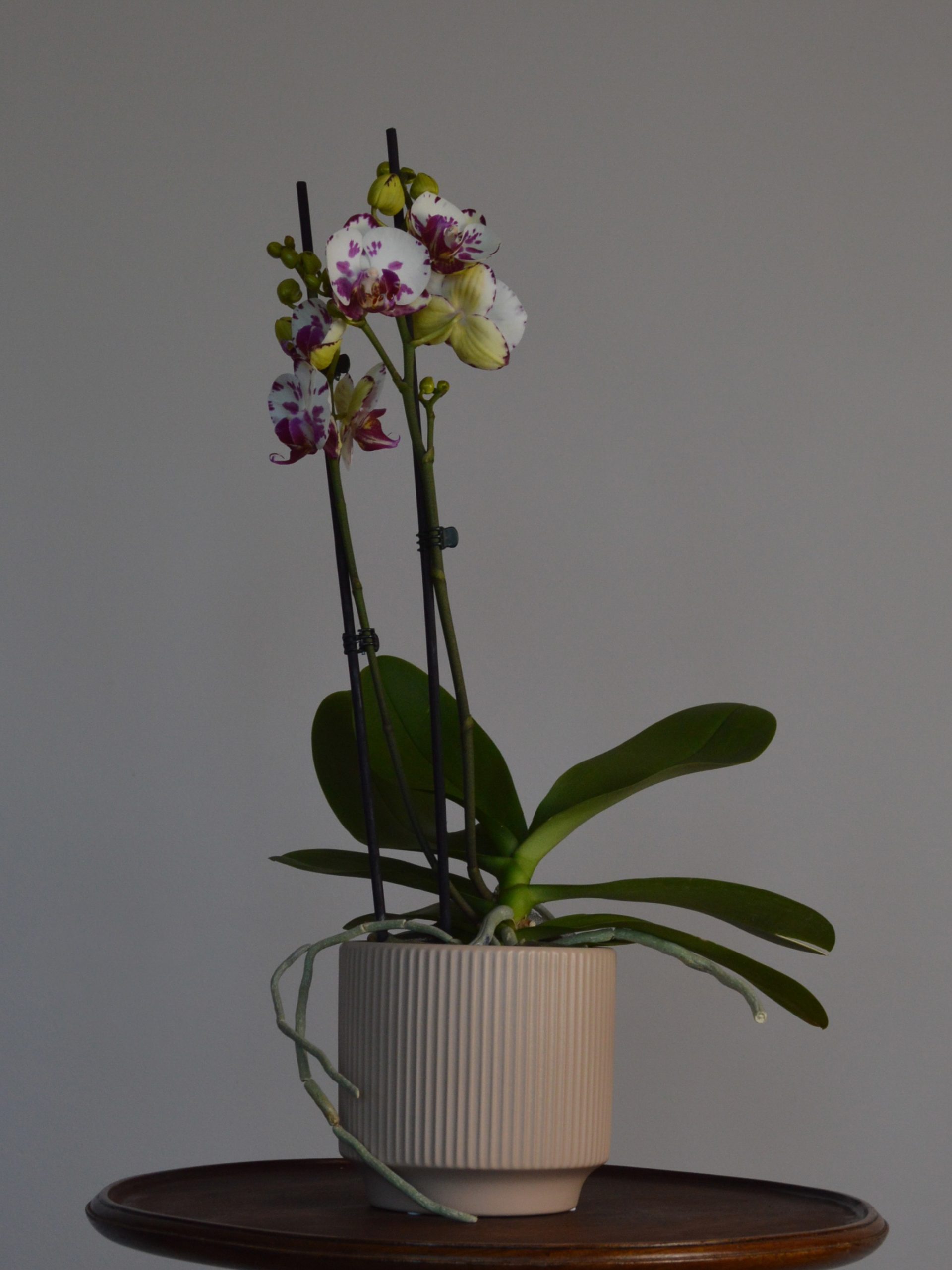 Dream Spot, Phalaenopsis Orchid - Image 5