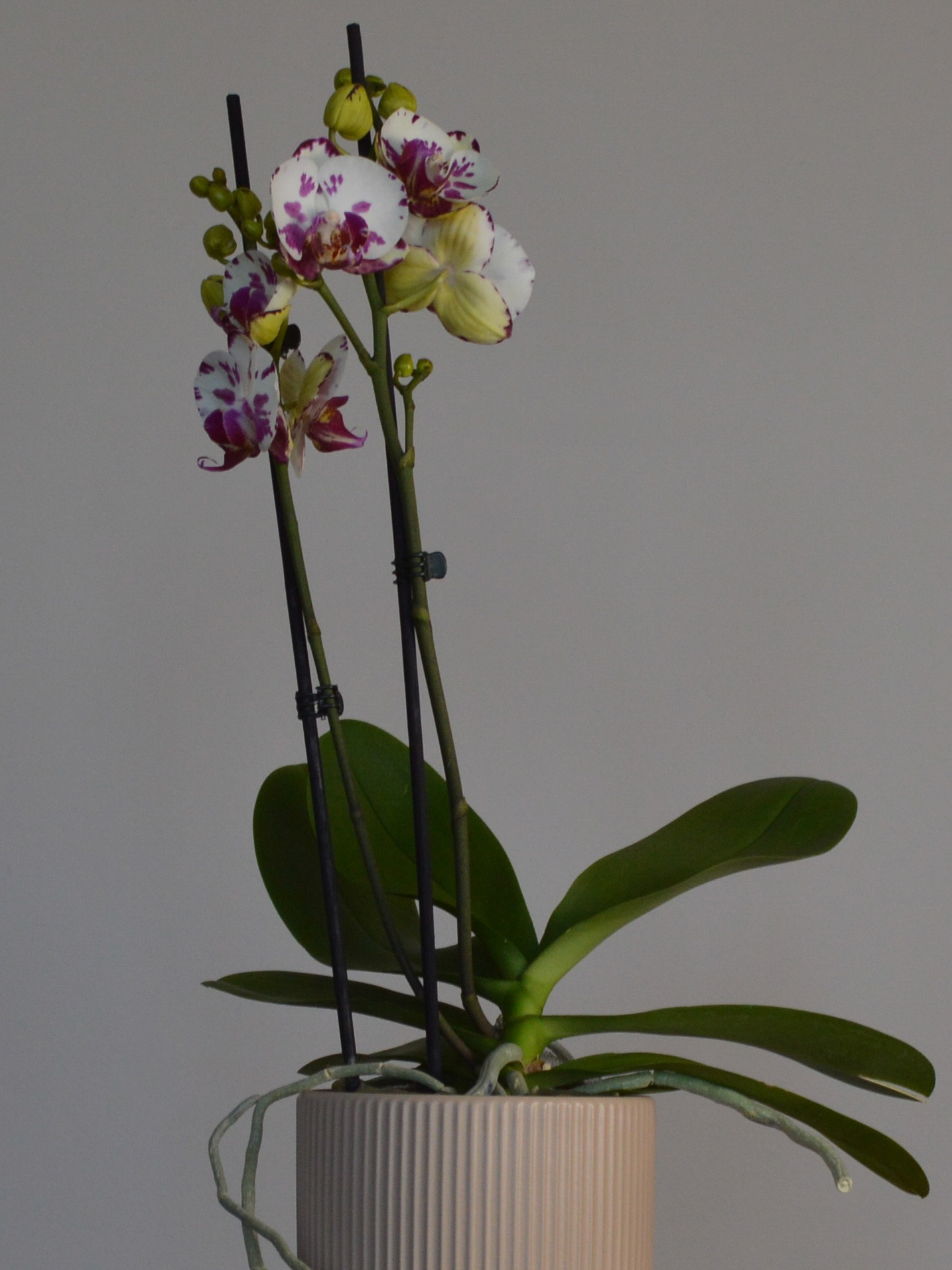 Dream Spot, Phalaenopsis Orchid - Image 3