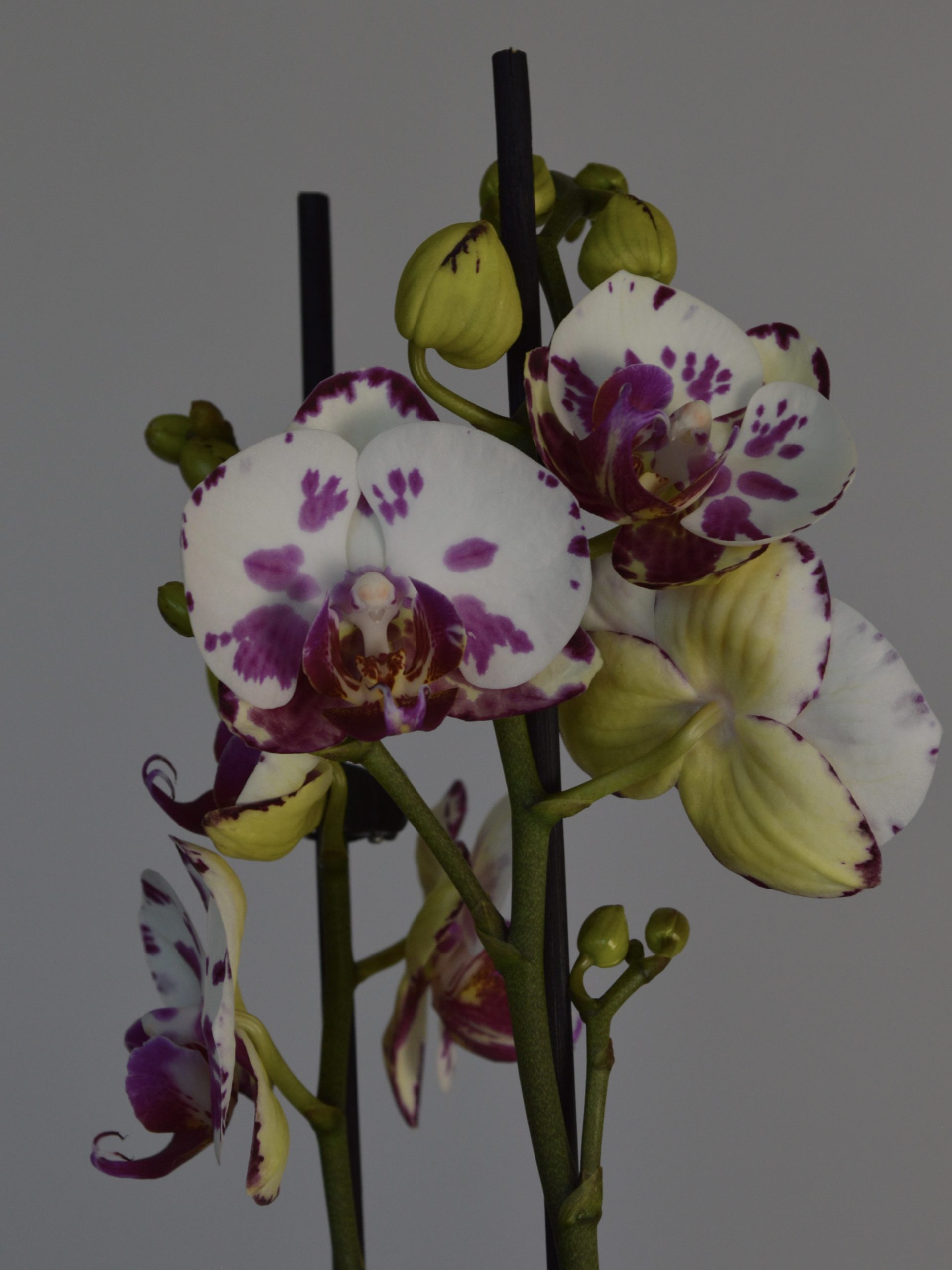 Dream Spot, Phalaenopsis Orchid - Image 4