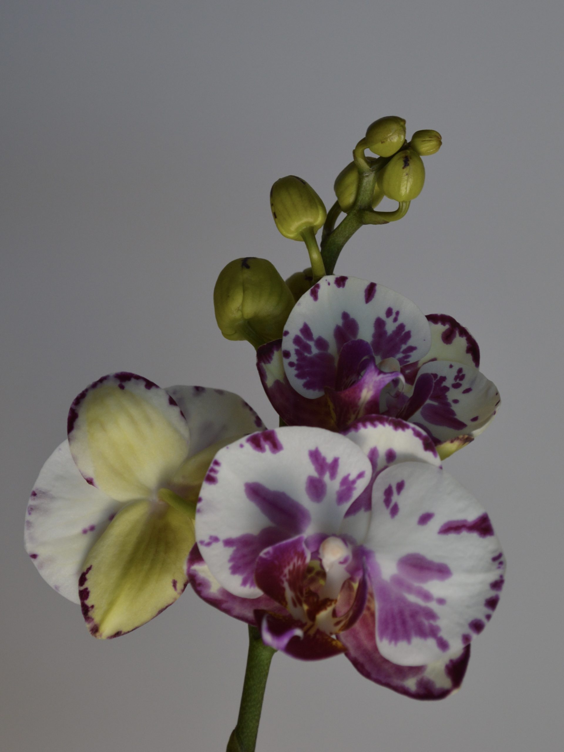 Dream Spot, Phalaenopsis Orchid - Image 6