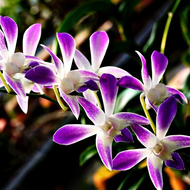 flowers, flower, dendrobium orchid, orchid, beautiful flowers, flower background, flora, nature