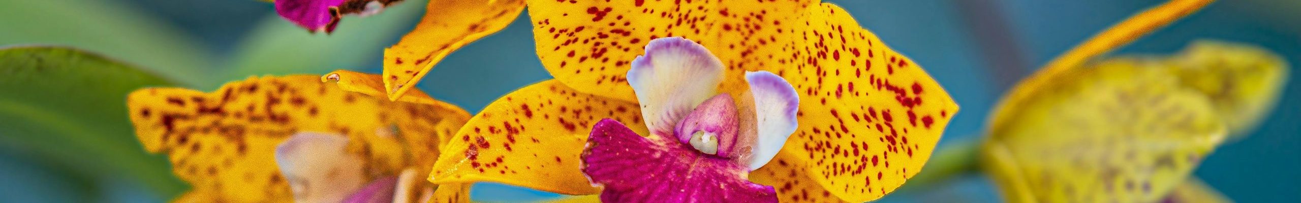 Close-up of vibrant yellow and magenta orchids in bloom. Perfect for floral and nature photography.